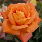 ROSA LOUIS DE FUNES IN VASO 19CM