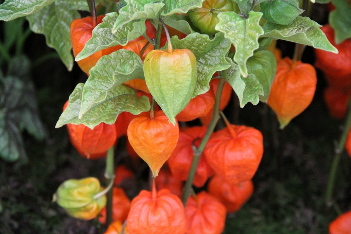 PHYSALIS ALKEKENGI CHINESE LANTERN VASO 19CM