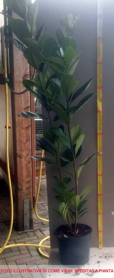 PRUNUS LAUROCERASUS LAURO DA SIEPE VASO 18CM