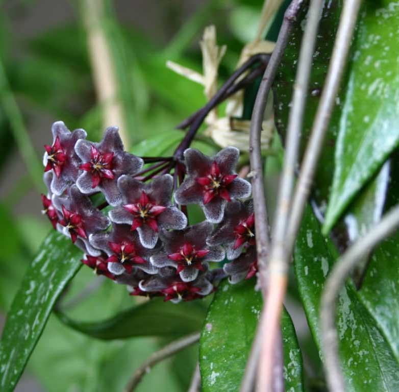 HOYA PUBLICALIX RED FIORE DI CERA VASO 17CM