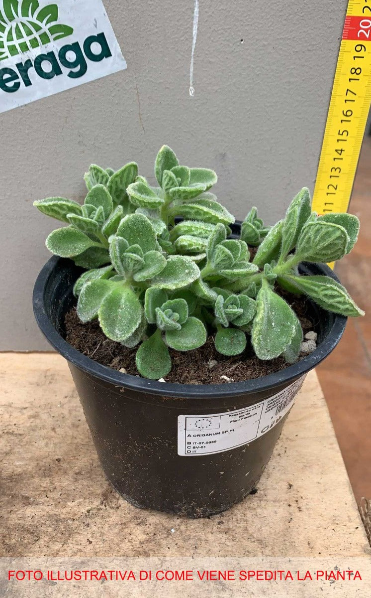 ORIGANO CUBANO IN VASO 14CM