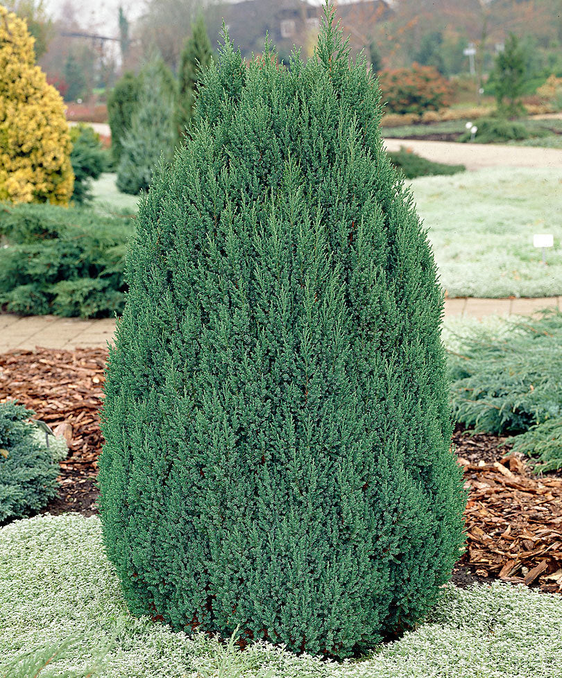 JUNIPERUS GINEPRO CHINENSIS STRICTA IN VASO 14CM