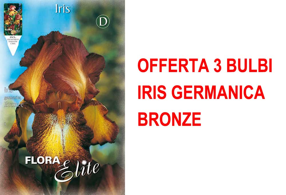 OFFERTA 3 BULBI IRIS GERMANICA BRONZE