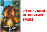 OFFERTA 3 BULBI IRIS GERMANICA BRONZE