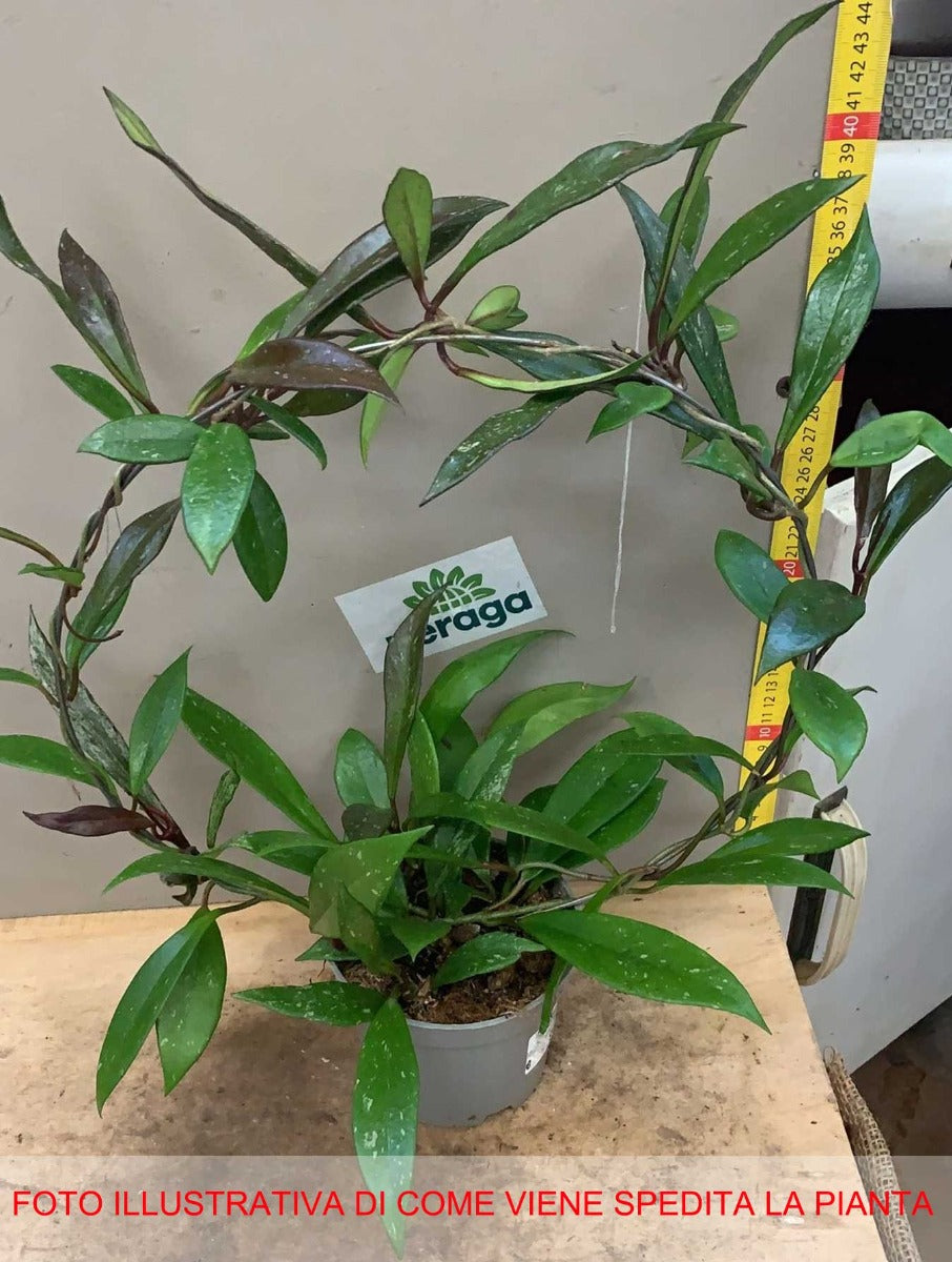 HOYA PUBLICALIX RED FIORE DI CERA VASO 17CM