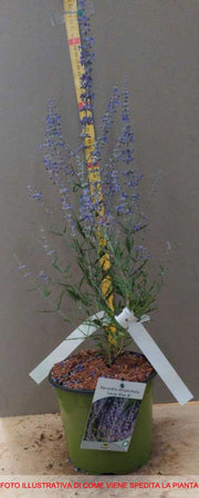 PEROVSKIA SALVIA RUSSA IN VASO 18CM