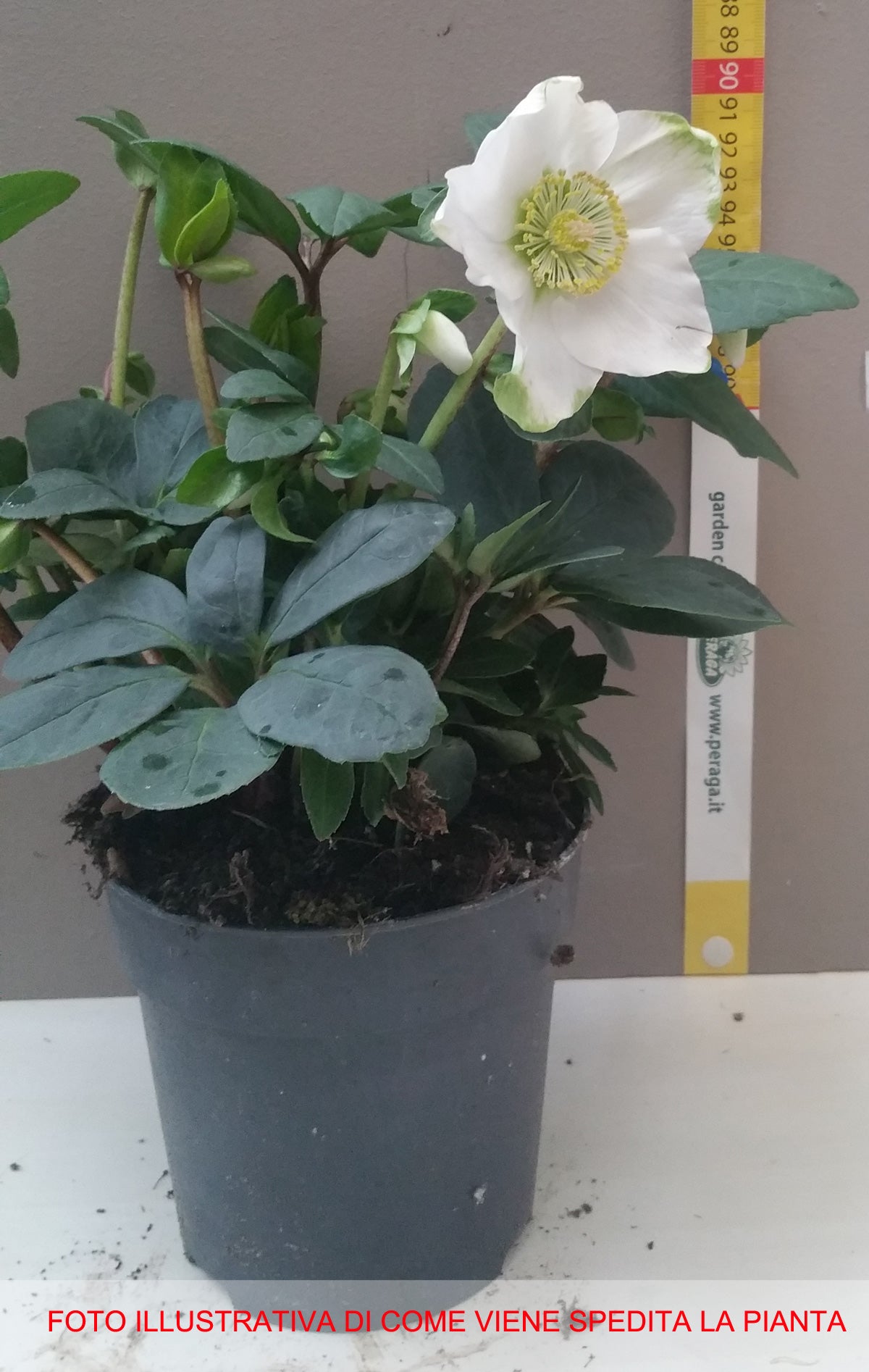 HELLEBORUS CHRISTMAS CAROL ROSA DI NATALE VASO 12CM