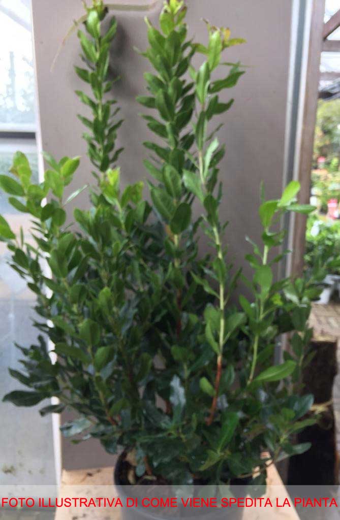 CORBEZZOLO ARBUTUS UNEDO VASO 24CM
