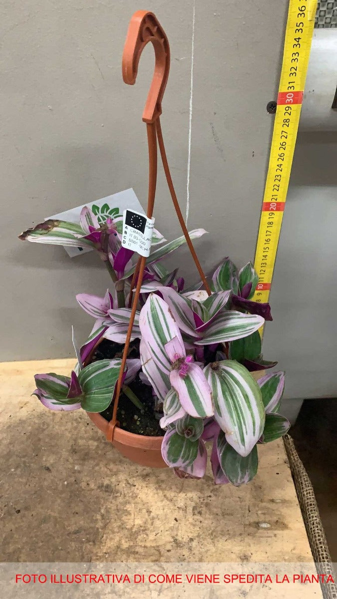 TRADESCANTIA NANOUK VASO 14CM