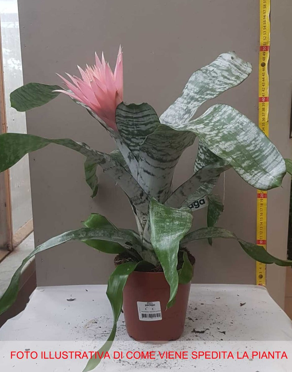 AECHMEA FASCIATA PRIMERA XXL VASO 14CM