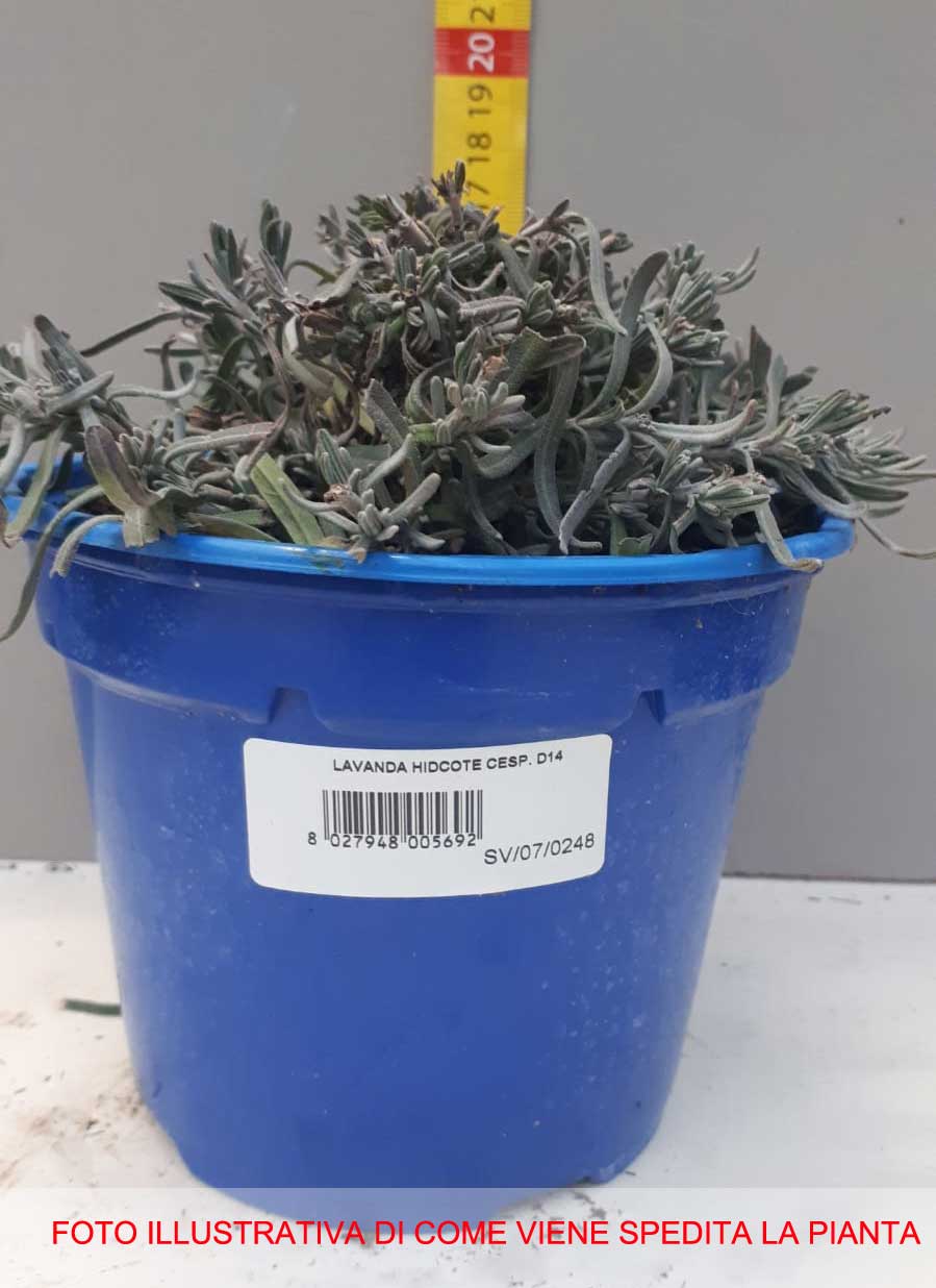OFFERTA 3 PIANTE DI LAVANDA NANA HIDCOTE IN VASO 14CM
