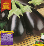 6 PIANTE IN PACK  MELANZANA TONDA NERA FANTASTIC ORTOMIO