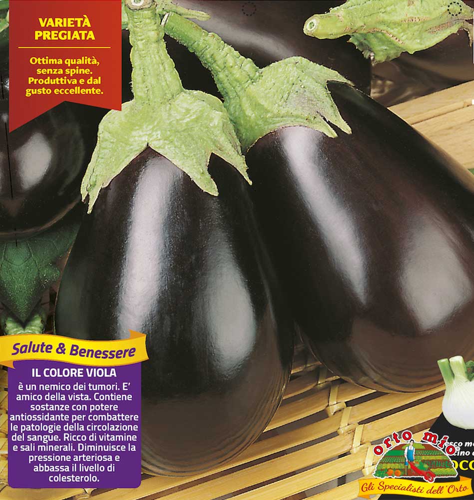 6 PIANTE IN PACK  MELANZANA TONDA NERA FANTASTIC ORTOMIO