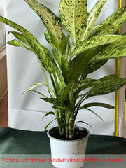 DIEFFENBACHIA VESUVIO IN VASO 17CM