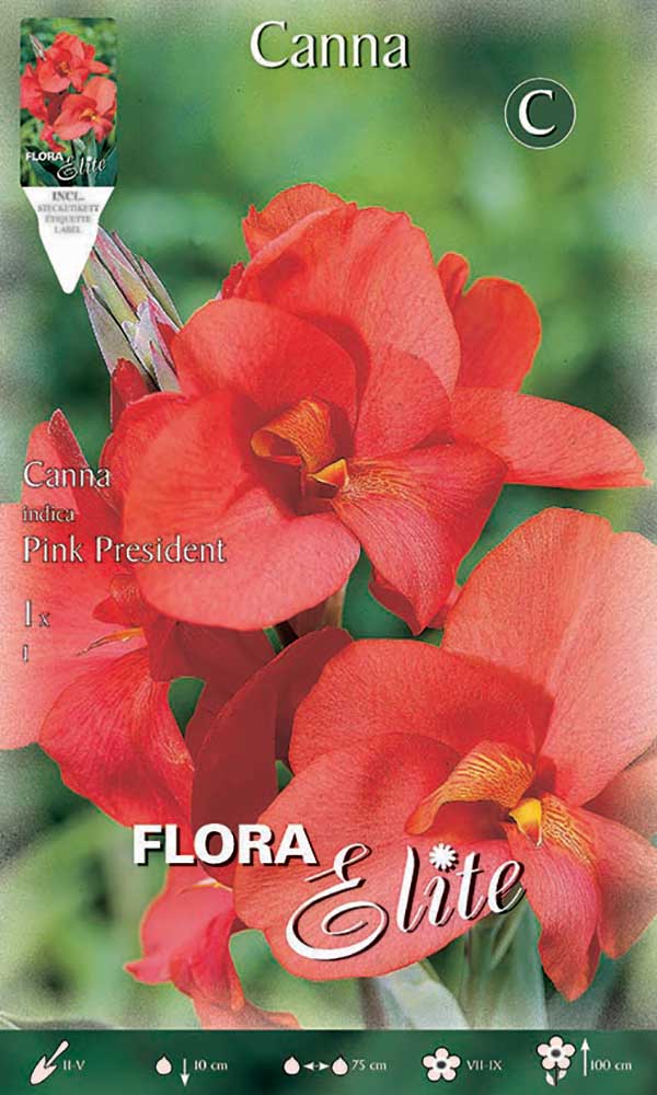 CANNA PINK PRESIDENT (CONFEZIONE DA 1 BULBO)