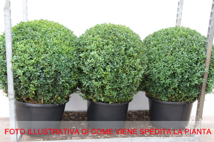 BUXUS BOSSO SEMPERVIRENS VASO 35CM