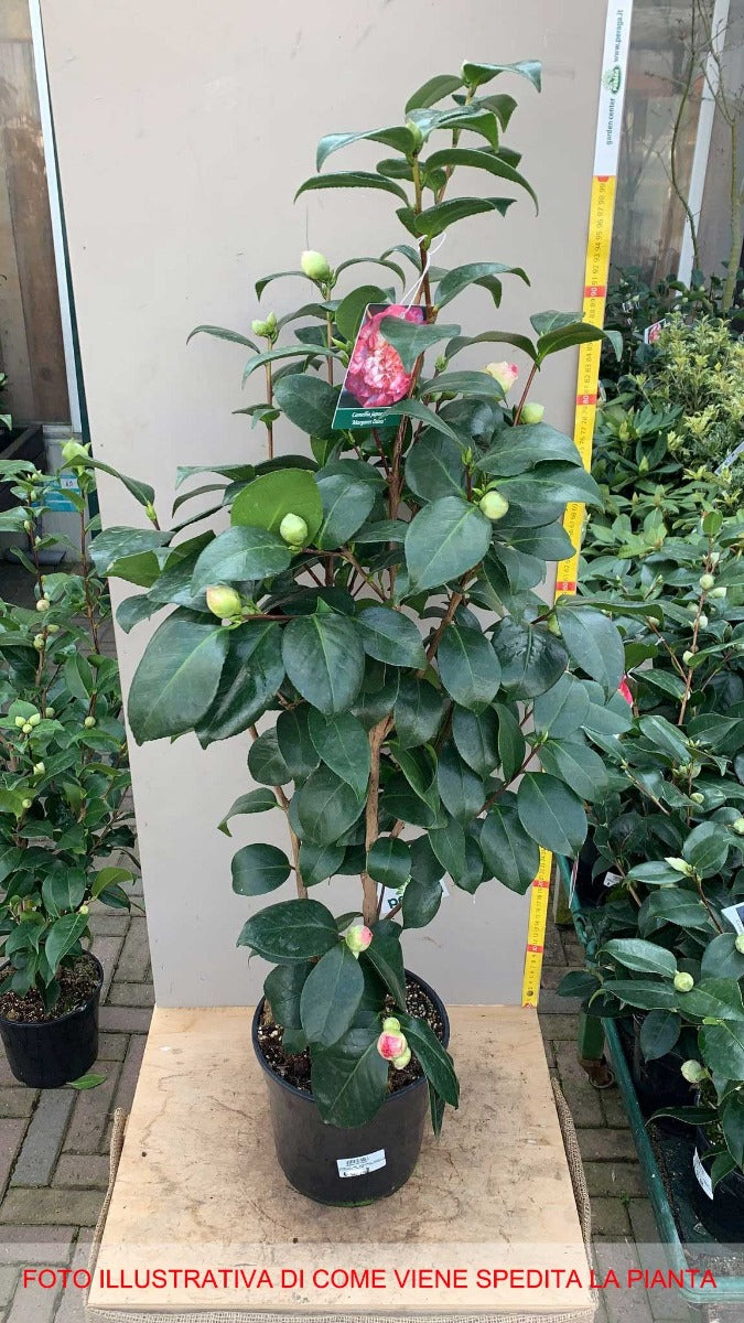 CAMELIA JAPONICA MARGARET DAVIS VASO 17CM