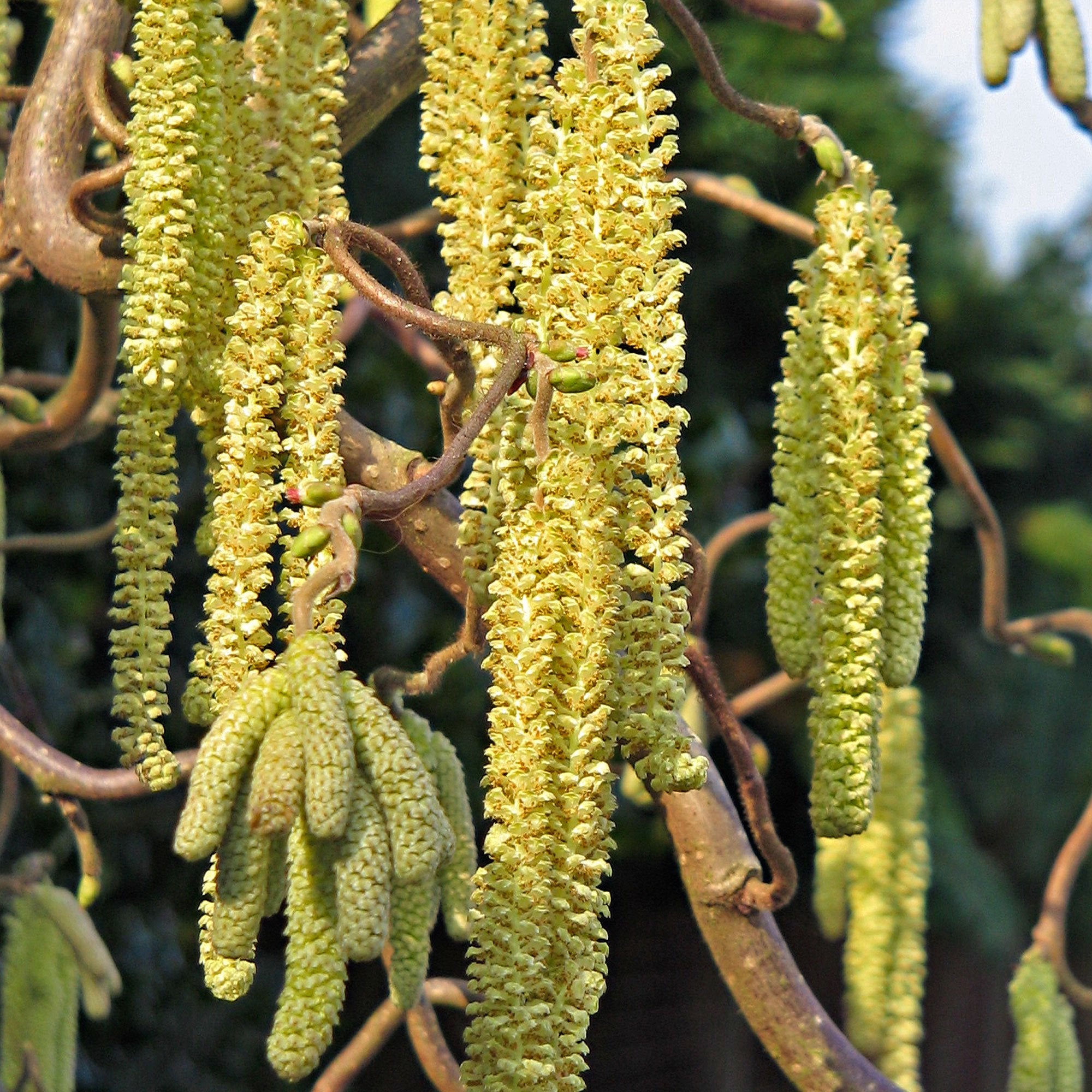 CORYLUS AVELLANA CONTORTA SCOOTER IN VASO 17CM