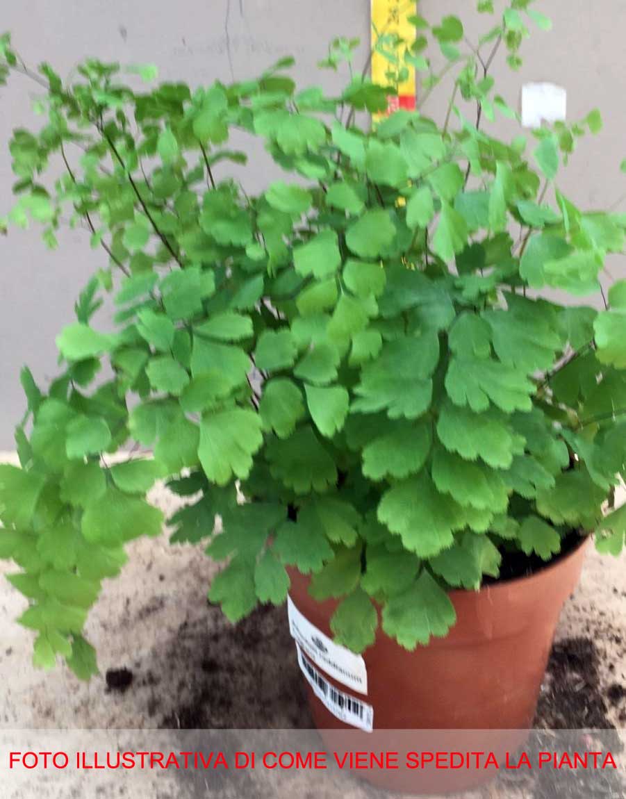 ADIANTUM RADDIANUM FRAGRANS VASO 12CM