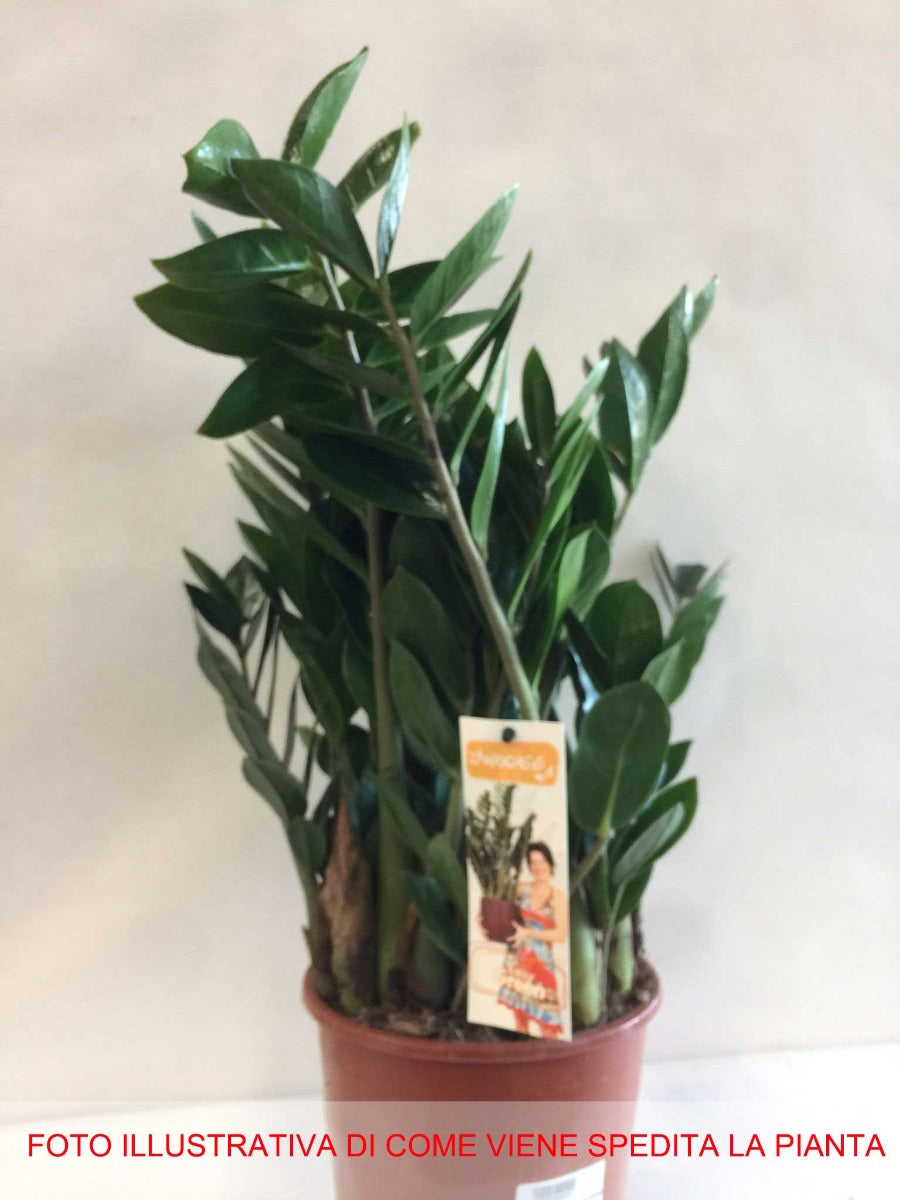 ZAMIOCULCAS VASO 19CM