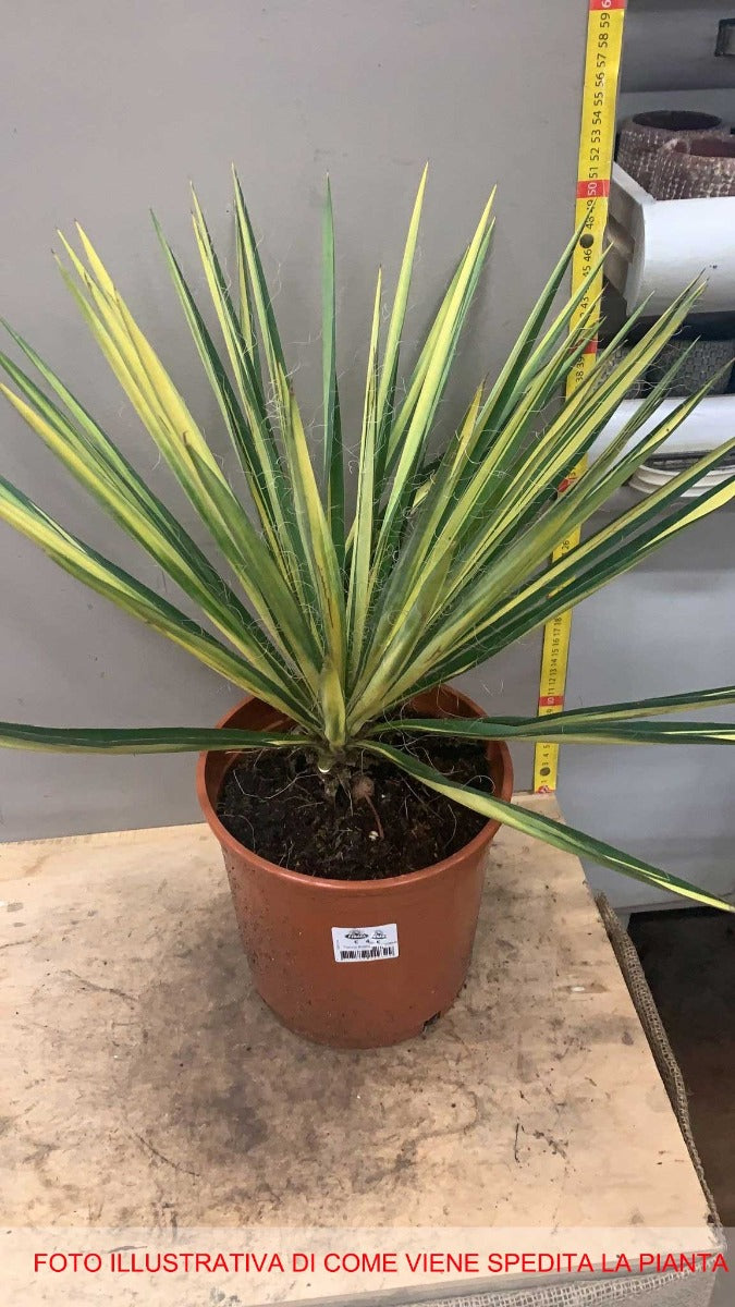 YUCCA FILAMENTOSA COLOR GUARD VASO 20CM