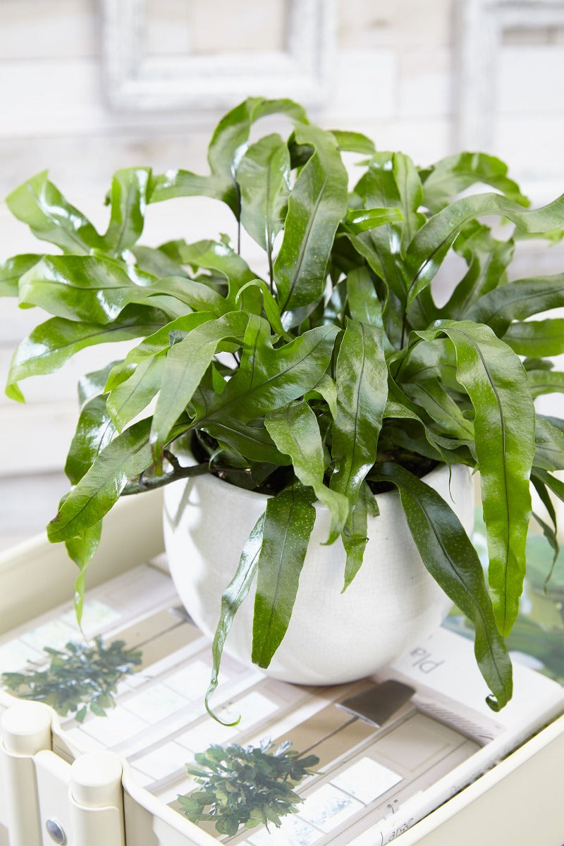 FELCE MICROSORUM DIVERSIFOLIA VASO 20CM