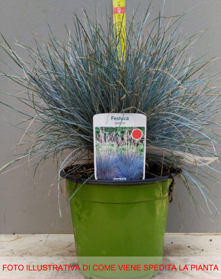 FESTUCA GLAUCA VASO 17CM