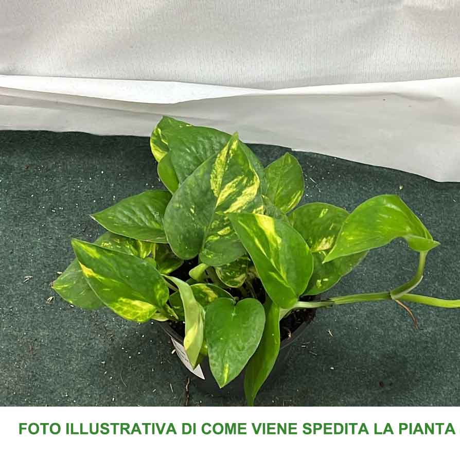 SCINDAPSUS AUREUS VASO 12CM