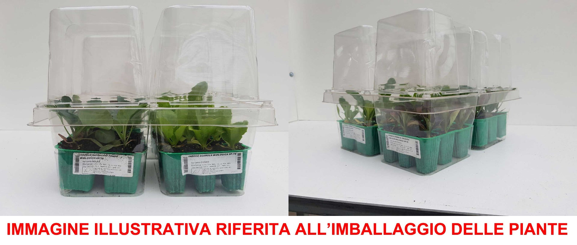 6 PIANTE IN PACK CAVOLFIORE BIANCO PRECOCE