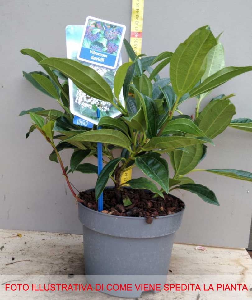 VIBURNO DAVIDII VASO 17CM