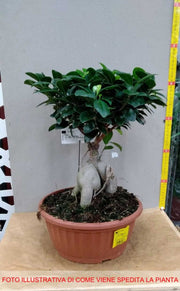 BONSAI FICUS GINSENG VASO 25CM
