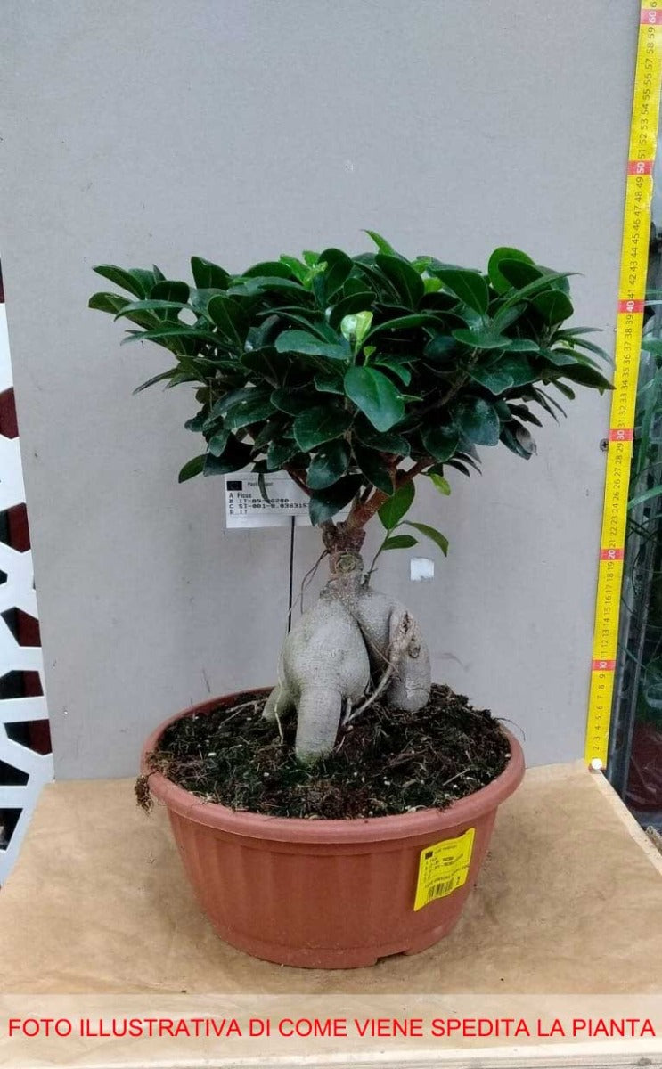 BONSAI FICUS GINSENG VASO 25CM
