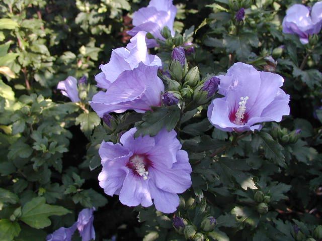 IBISCO SYRIACUS MARINA IN VASO 19CM