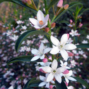 ERIOSTEMON MYOPOROIDES WHITE STAR VASO 15CM