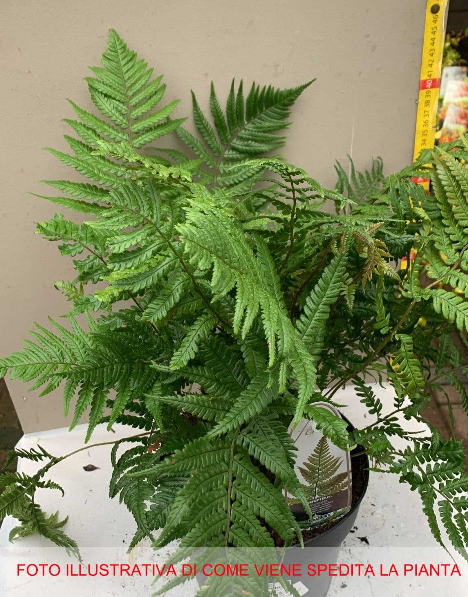 FELCE DRYOPTERIS  LEPIDOPODA VASO 19CM