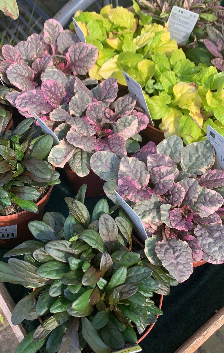 3 PIANTE DI AJUGA REPTANS MIX DI VARIETA' VASO 10.5CM