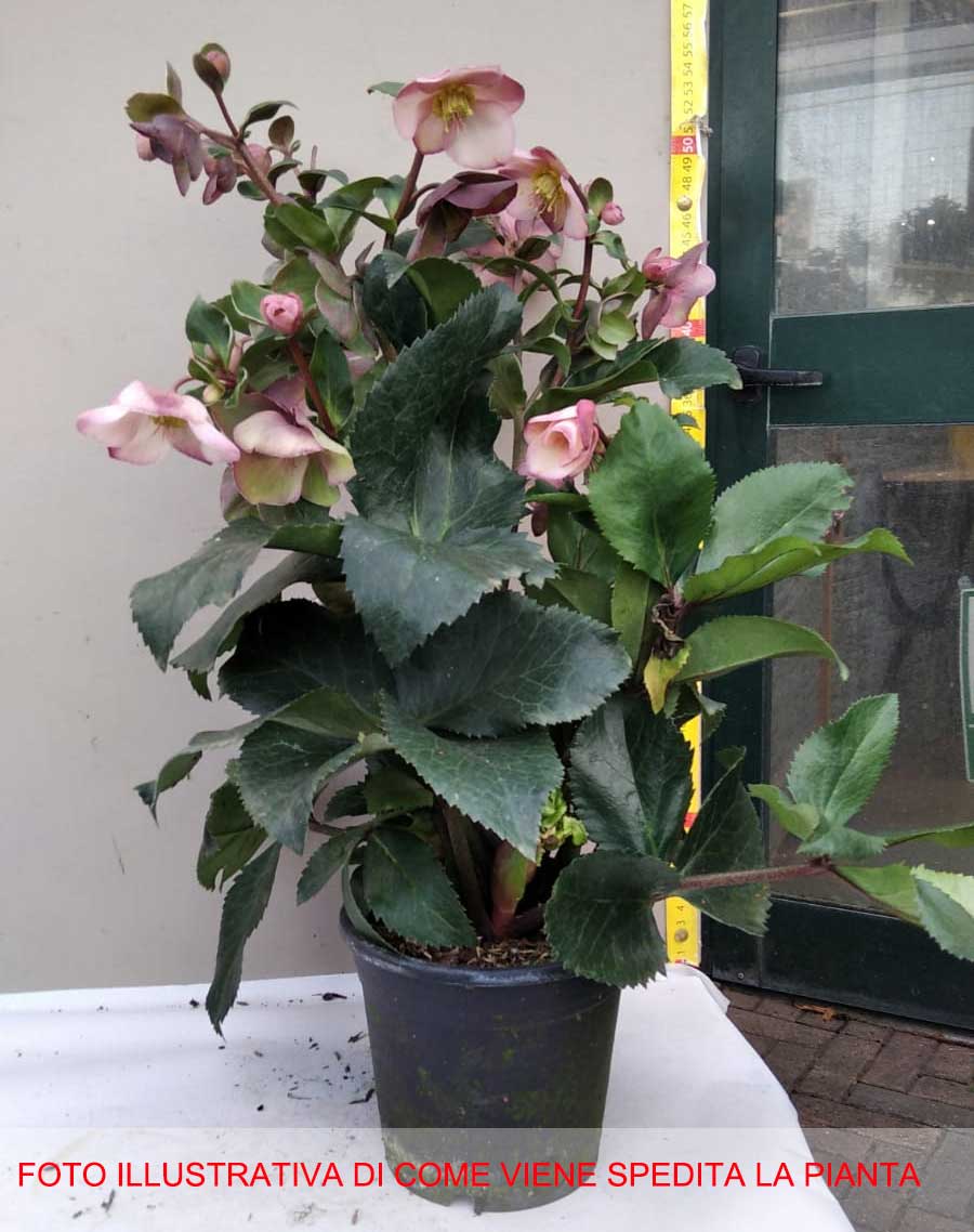 HELLEBORUS ICE N’ ROSES PINK ROSA DI NATALE VASO 15CM