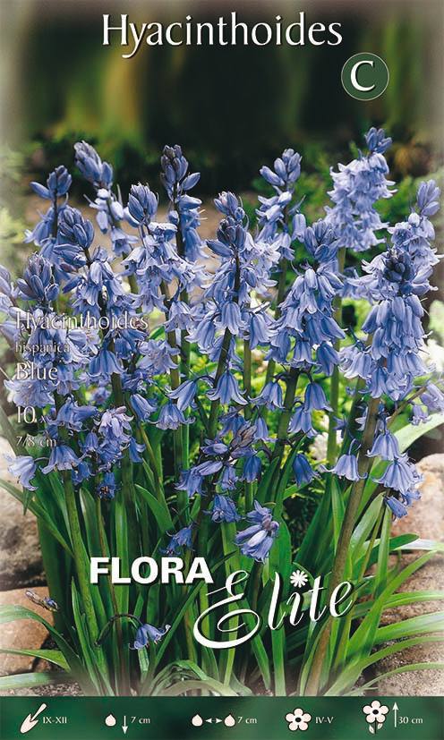 Bulbi di Giacinto dei boschi spagnolo blu 10 Bulbi - immagine 1