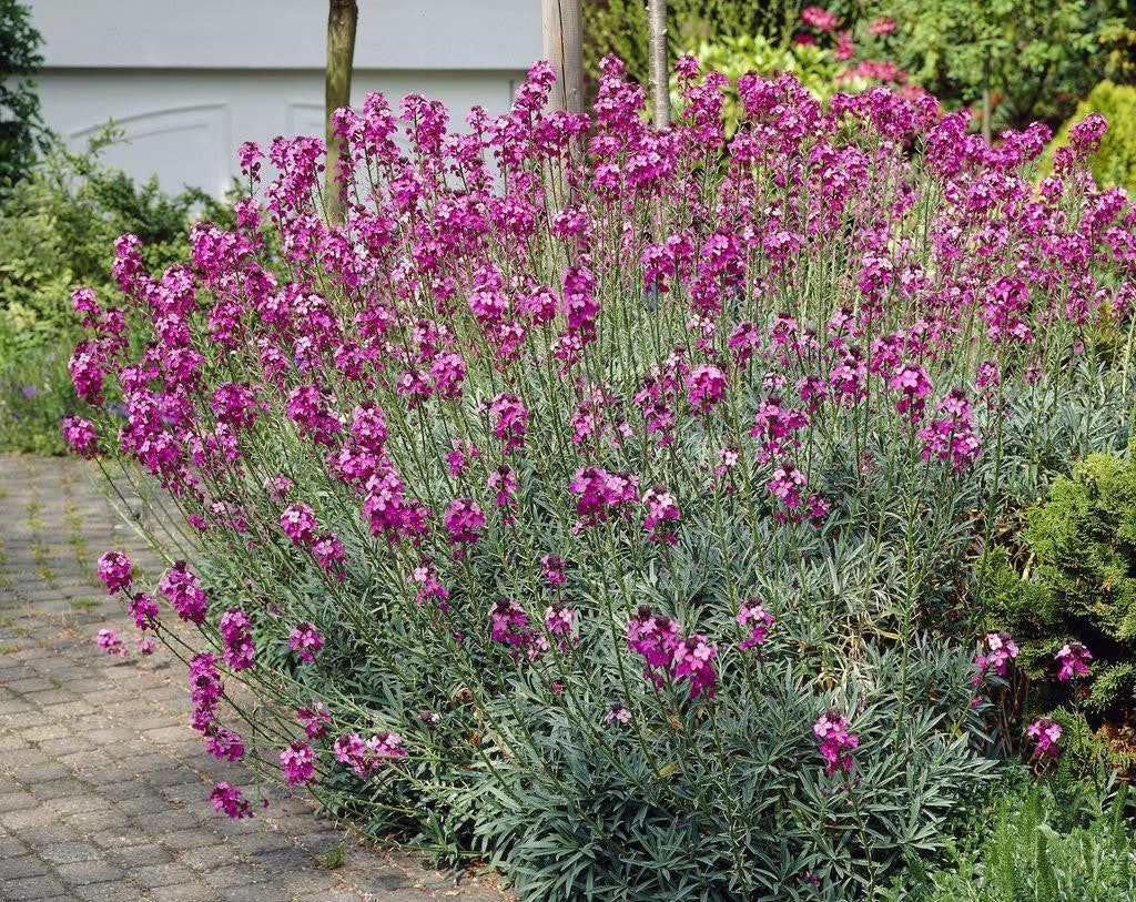 ERYSIMUM FUCSIA IN VASO 13CM