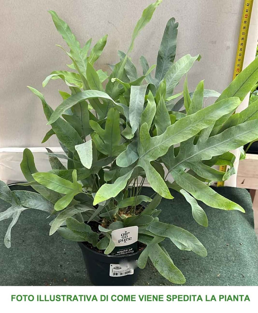 PHLEBODIUM AUREUM BLUE STAR FELCE PIEDE DI CONIGLIO VASO 14CM