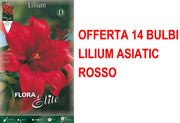 OFFERTA 14 BULBI LILIUM ASIATIC ROSSO