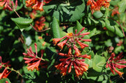 LONICERA CAPRIFOGLIO DROPMORE SCARLET VASO 18CM