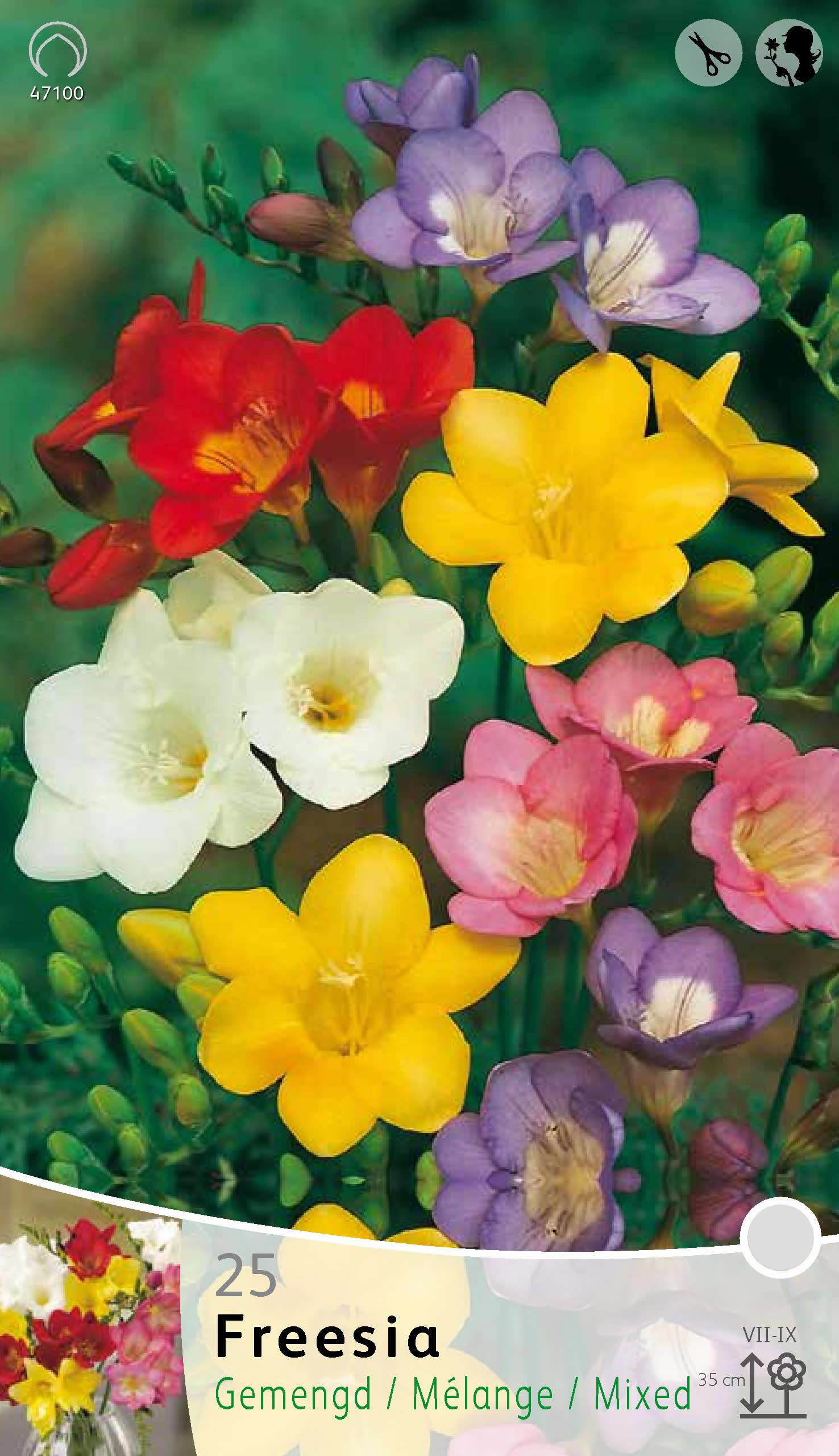 FREESIA SINGLE MIXED (CONFEZIONE DA 25 BULBI)