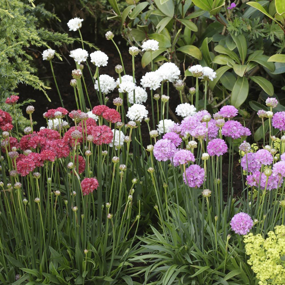ARMERIA BALLERINA VASO 14CM COLORE ASSORTITO