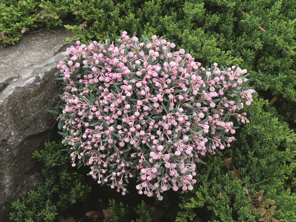 ANDROMEDA POLIFOLIA BLUE ICE IN VASO 19CM