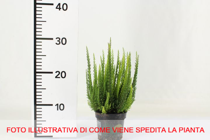 CALLUNA ERICA SKYLINE VASO 11CM