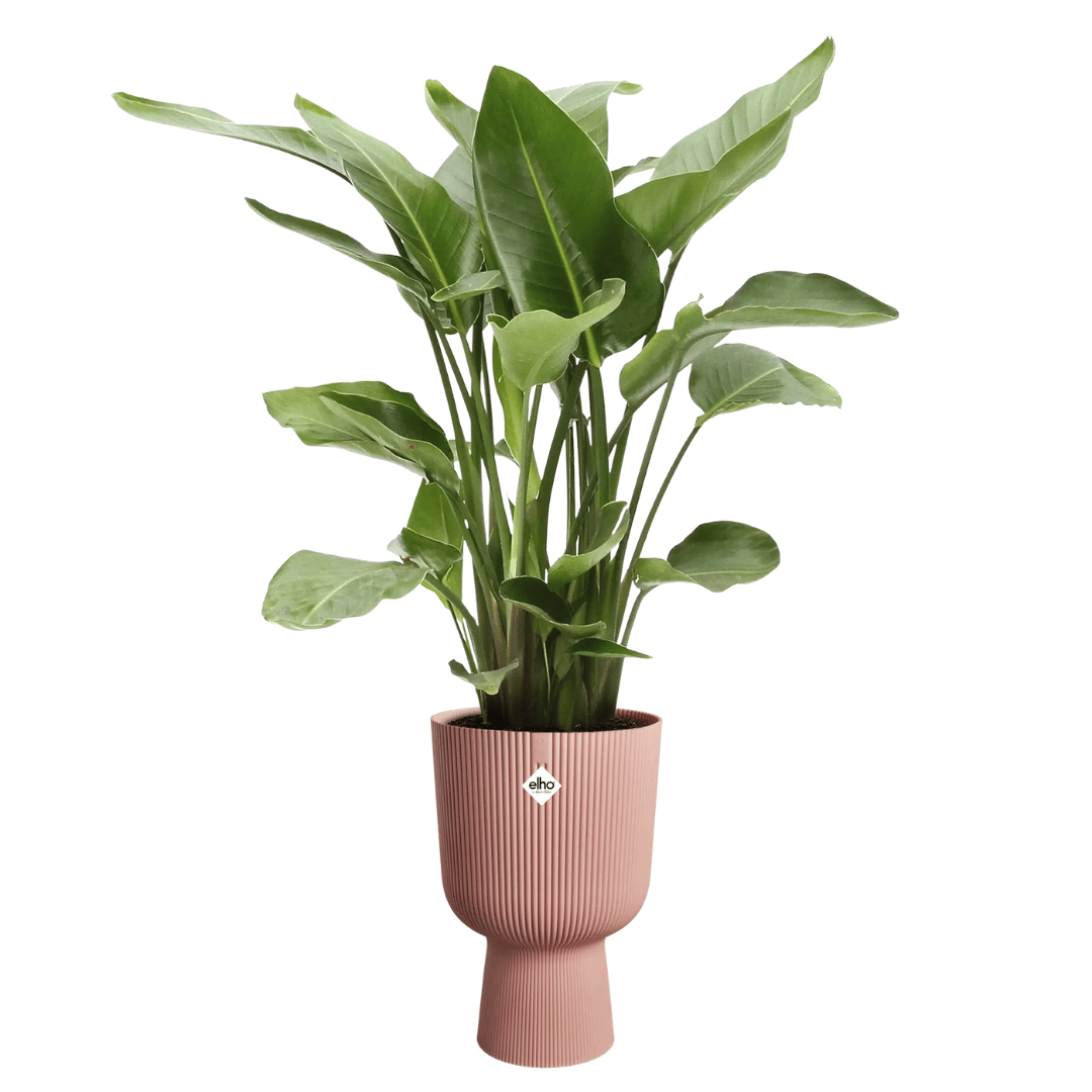 VASO VIBES FOLD COUPE 30CM DELICATE PINK