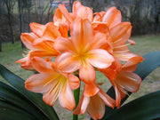 CLIVIA MINIATA  WHITE LIP IN VASO 15CM