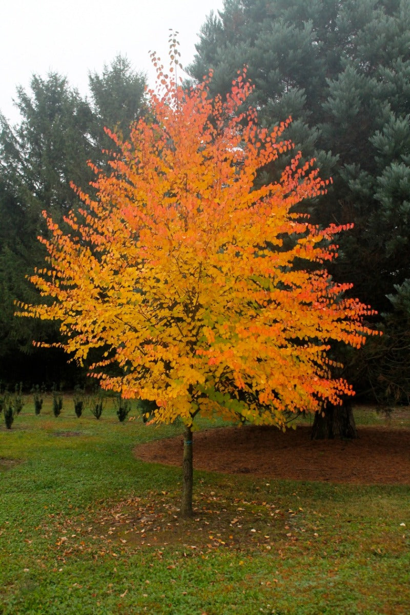 ACERO PALMATUM KATSURA IN VASO 19CM