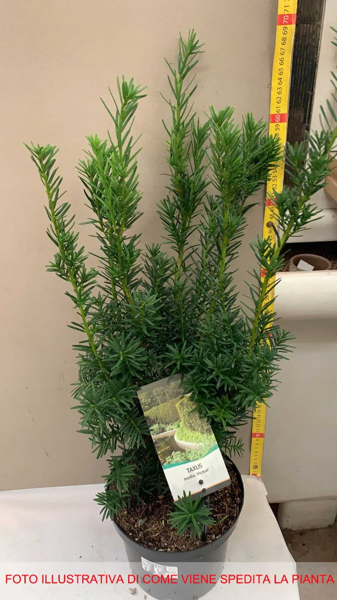 TAXUS MEDIA HICKSII VASO 19CM